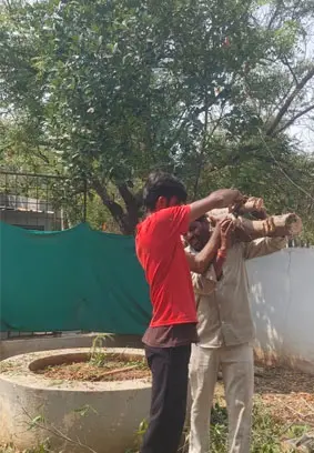 Metro Line Tree Cutting in Hyderabad