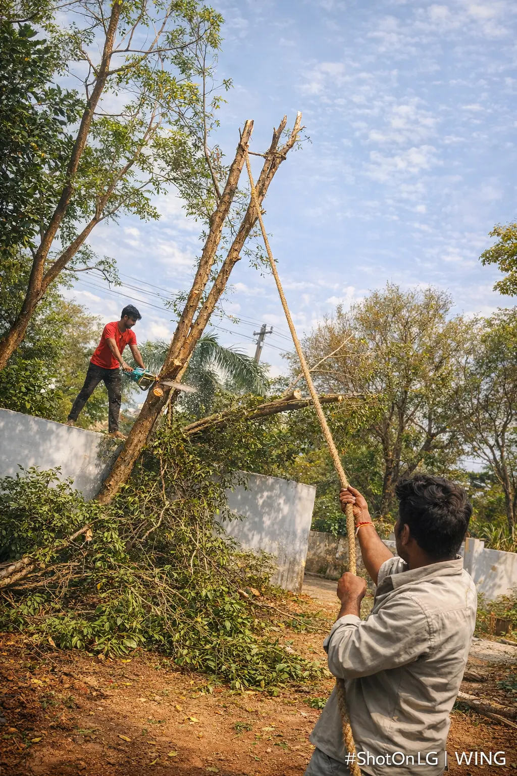 Emergency Tree Removal in Hyderabad