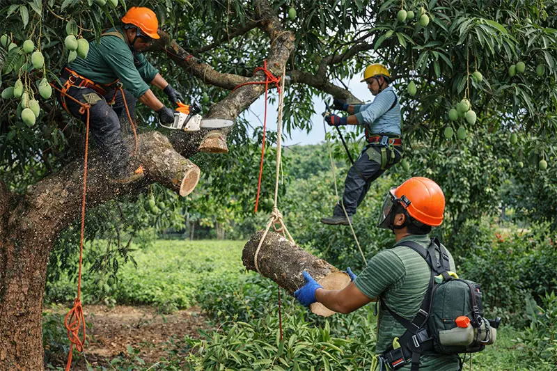  Mango Tree Pruning 