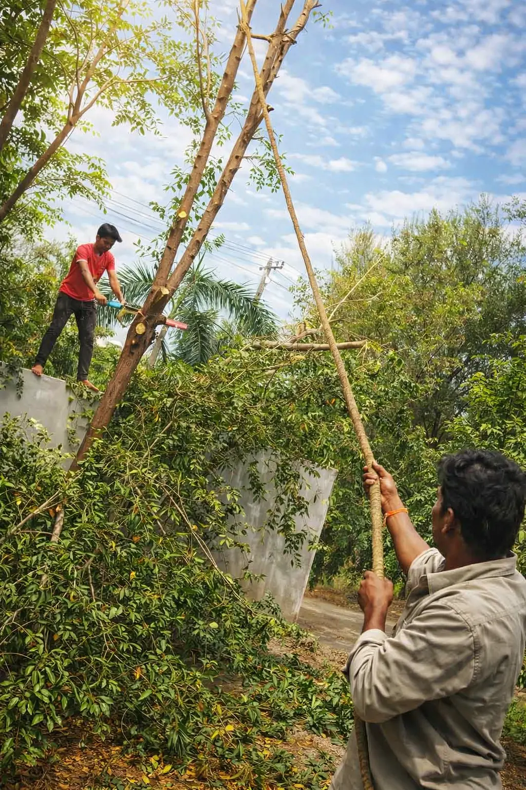 NHVN Tree Cutting Safety and Service