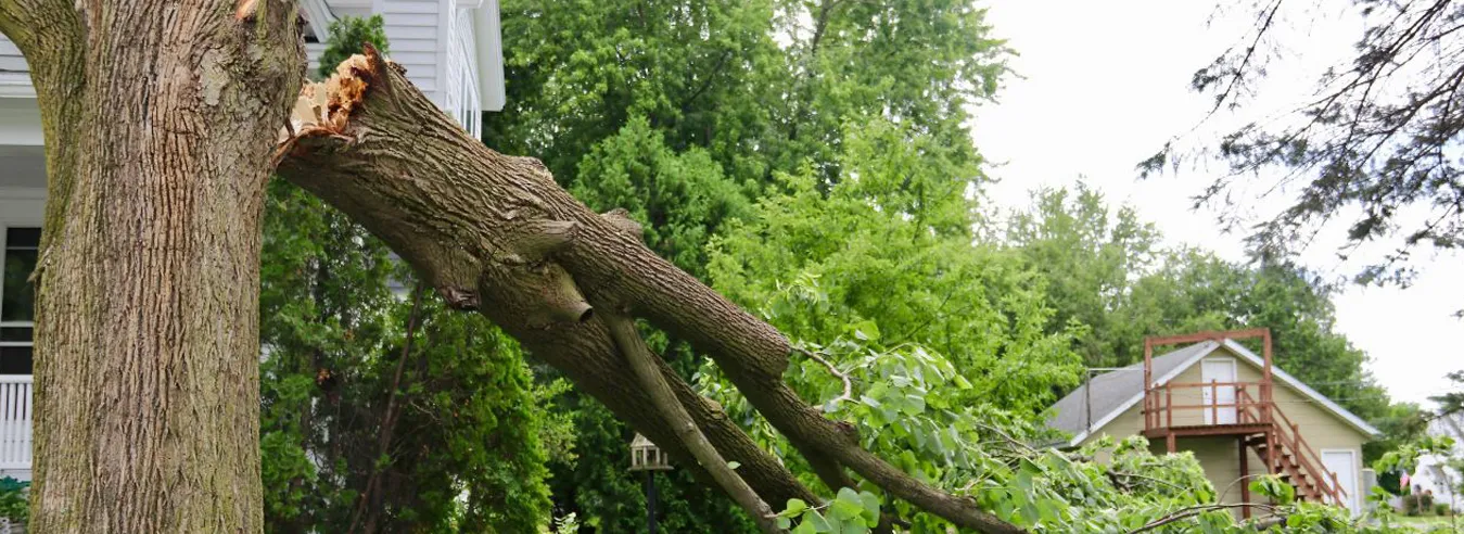 Tree Cutting Services in Hyderabad