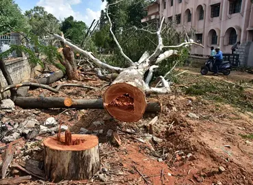 Tree Cutting Services in Hyderabad