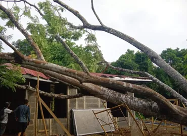 Tree Cutting Services in Hyderabad