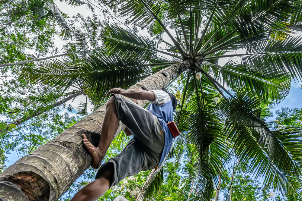Coconut Tree Cutting Services Near Me in Hyderabad
