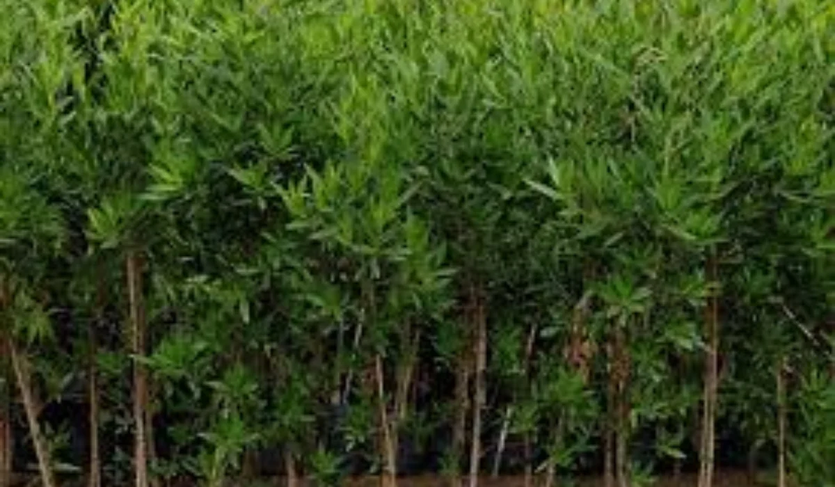 Conocarpus Trees Removal in Hyderabad Telangana