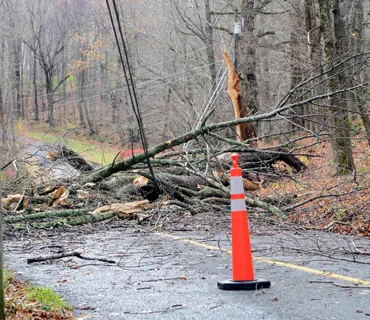 Tree Removal
