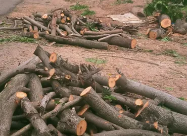 Tree Removal