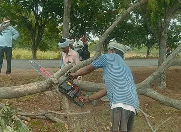 Tree Trimming