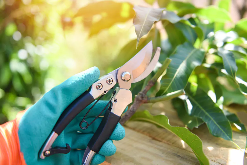 Mango Tree Pruning in Hyderabad