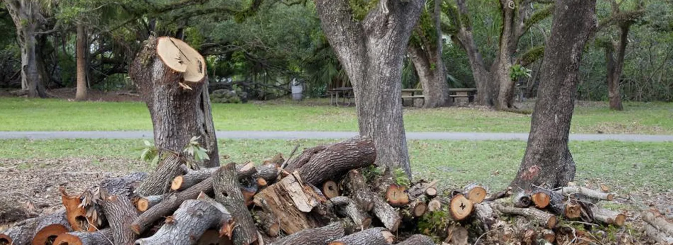 Tree Removal
