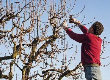 Tree Trimming