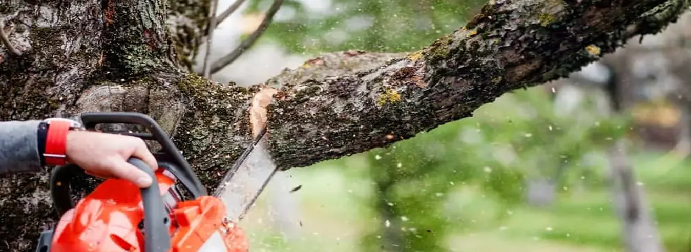 Tree Trimming